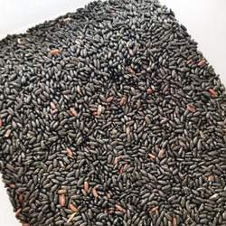 Фасоль Чёрная Кустовая Черокки - Black Bush Cherokee Bean