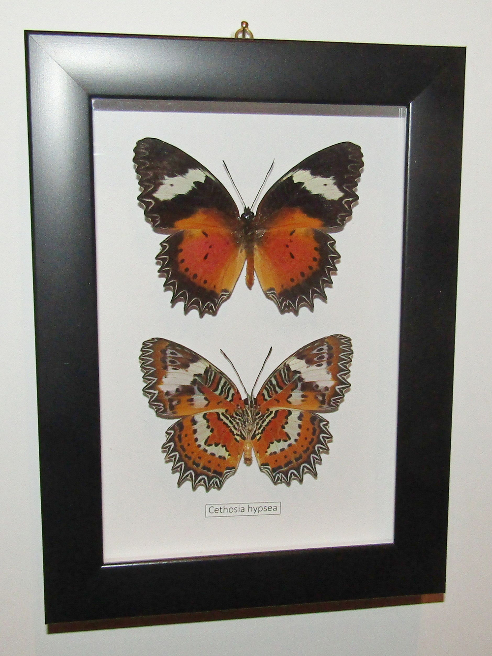 Бабочка Cethosia hypsea в рамке