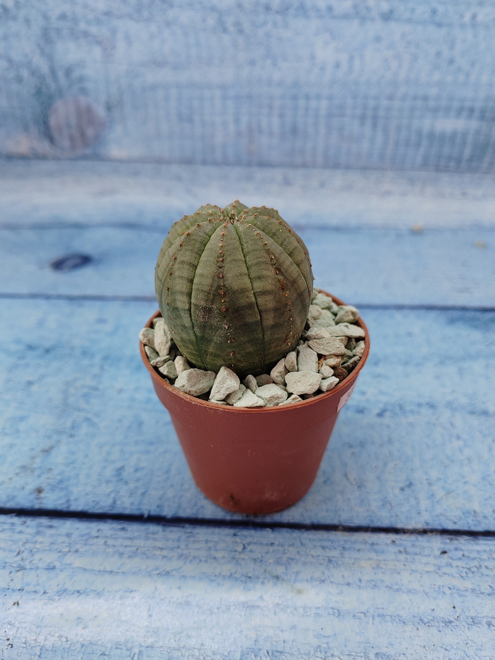 Euphoria Obesa (Эуфорбия)