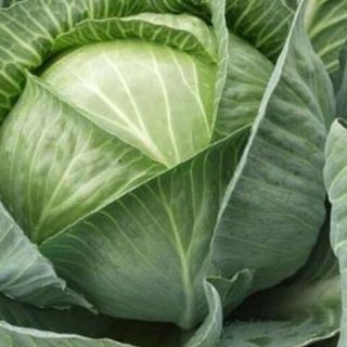 Капуста белокачанная Московская поздняя 9   50 грамм