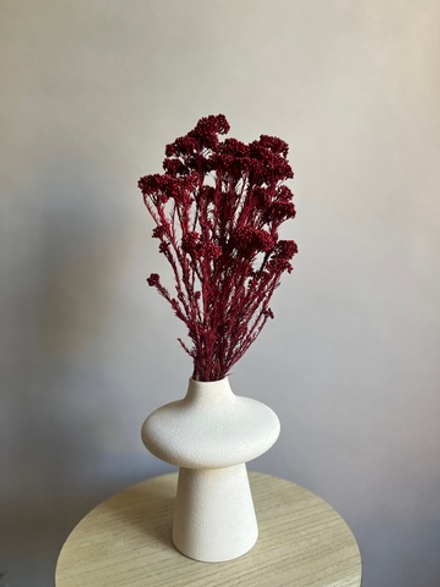 Озотамнус стабилизированный бордовый