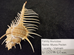 Мурекс "Гребень Венеры" "95-120-140мм"