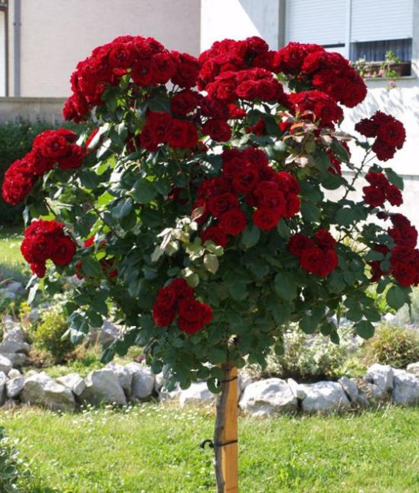 Роза Лавглют штамб 90-100 см