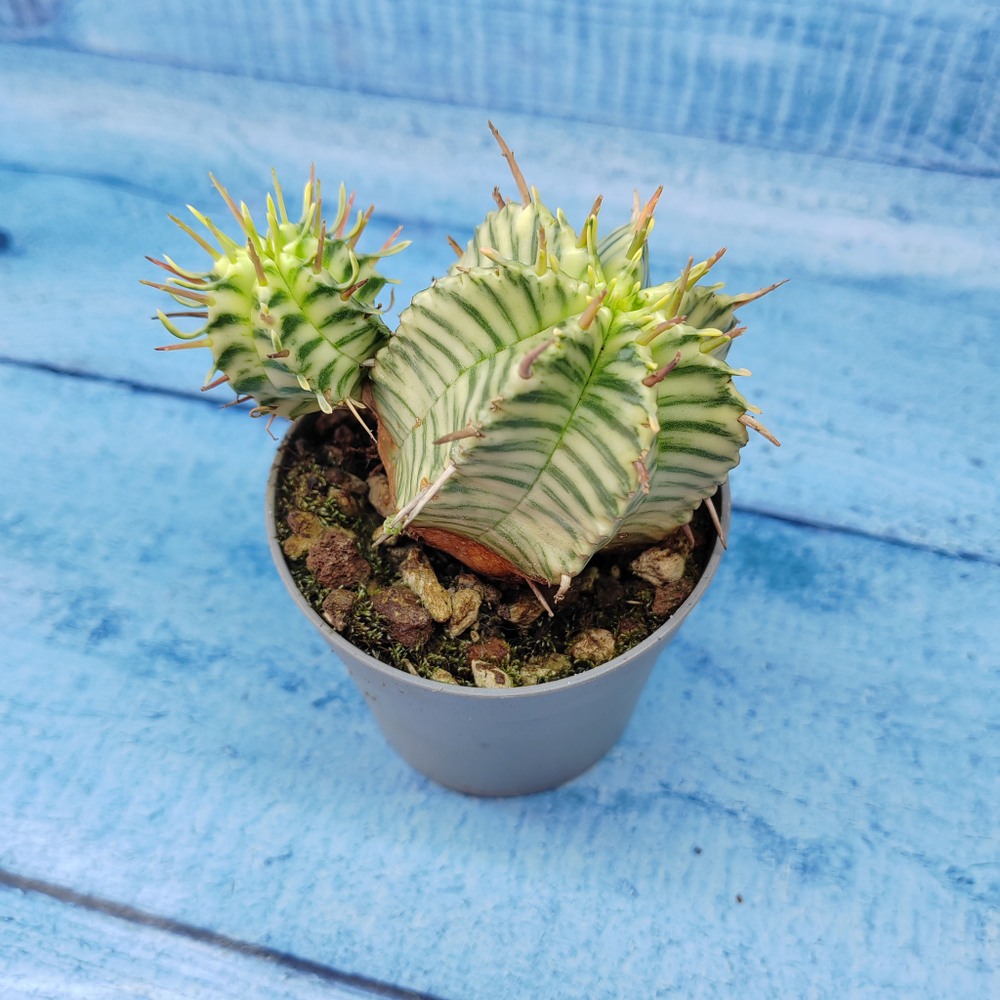 Euphorbia meloformis f. Variegated (Эуфорбия вариегатная)