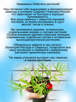 Подснежник Прострел Даурский первоцвет