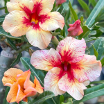 Адениум PREDATOR