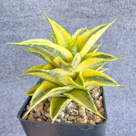 Сансевиерия SINDORO VAR