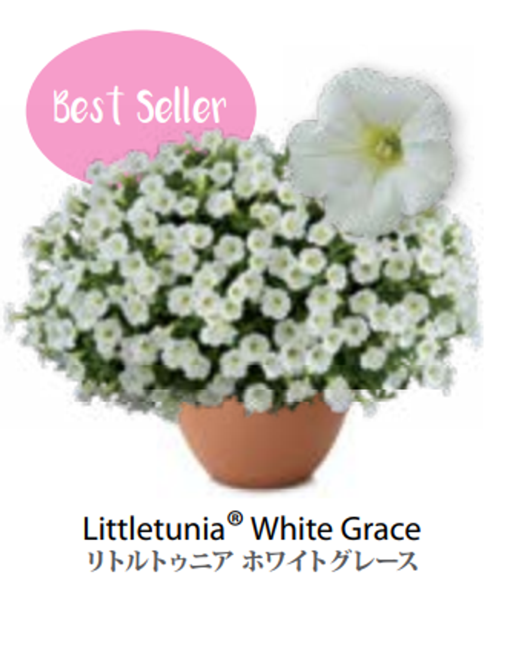 ЕВРО Petunia Littletunia White Grace укорененный черенок середина декабря 25