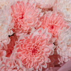 Букет Алтай