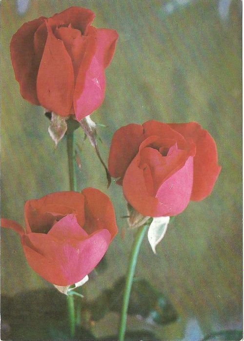 Открытка (почтовое вложение) "Розы" фото П. Смолякова