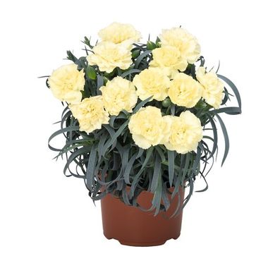 1651 Гвоздика Menorca Yellow 2021 (Весна 2026)