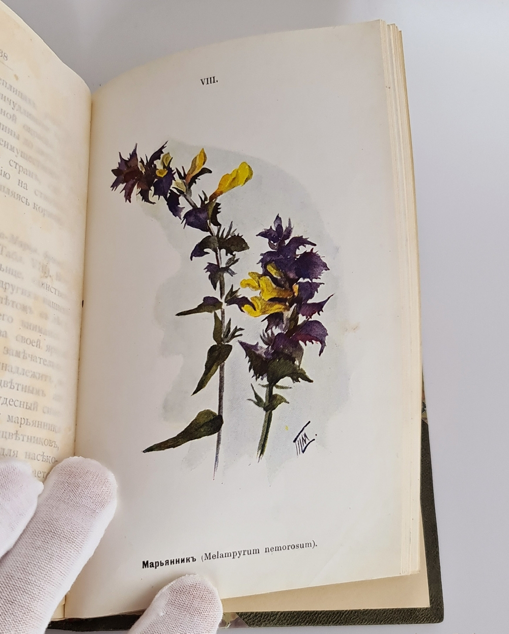 "Наши весенние цветы. Серия 1-3. Наши летние цветы. Серия 1-2". Д.Н.Кайгородов. 1915г.