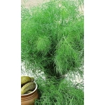 Семена Укроп Зонтик - кустовой (Марс) Б/П