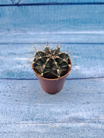 Gymnocalycium Friedrichii (Гимнокалициум)