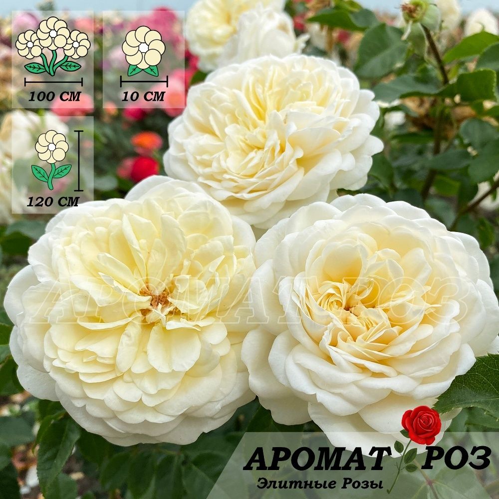 Транквилити (Tranquillity)