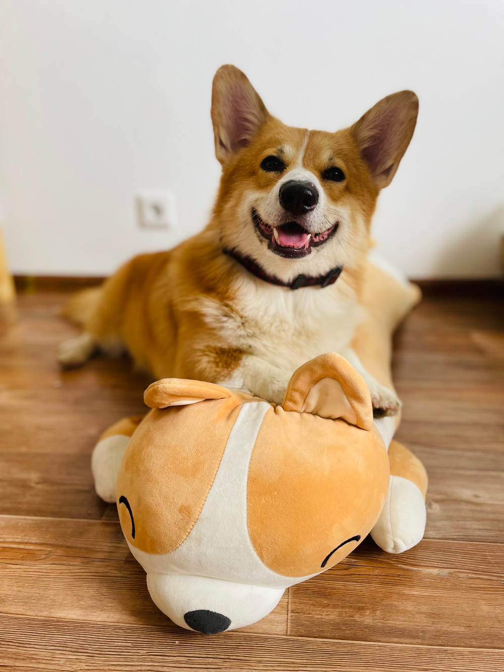 Ошейник для собак из биотана , 25 мм , 35-55 см . Клетка и салатовый