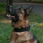 FORDOGTRAINERS Ошейник кожаный широкий для собак «Laconic Austerity» 50 мм, длина 60 см, черный