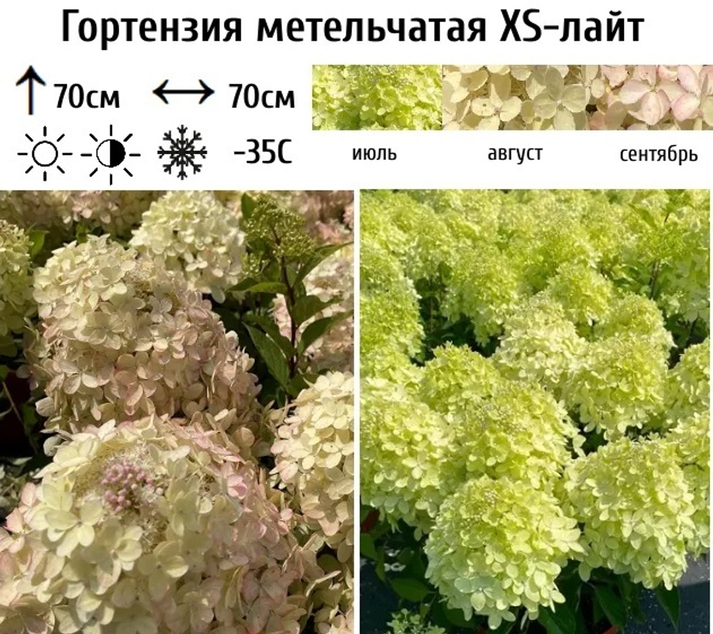 Гортензия метельчатая XS-лайт 1л Закупка М23 сентябрь 2025
