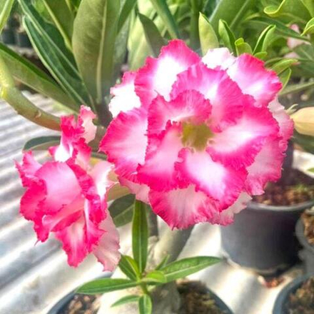 Адениум обесум WAAN JAI