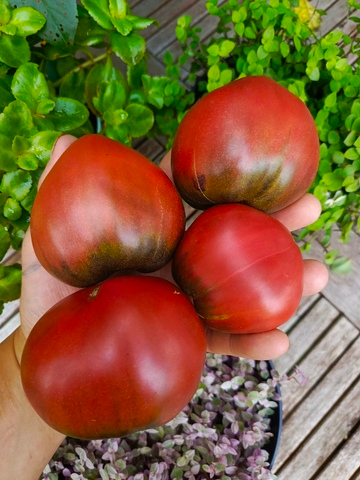 Вишнёвый сироп сорт томата