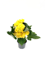 Бегония красивоцветущая, диаметр 9