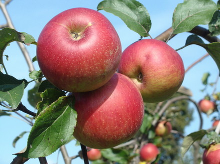 Саженец яблони «Уэлси» (Зимняя, Земляничный аромат)