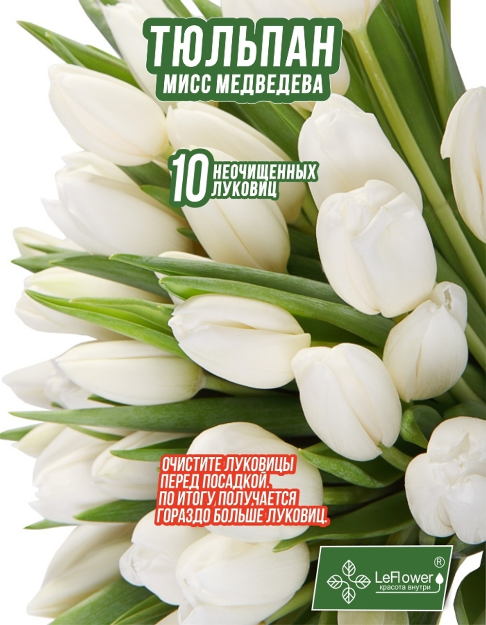 Тюльпан Луковица, Мисс Медведева, 10шт
