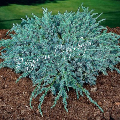 Можжевельник горизонтальный Блю Карпет чешуйчатый