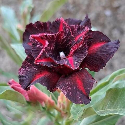 Адениум CECILIA