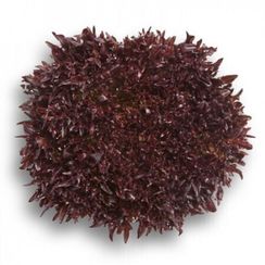 ТРИПЛЕКС семена салата (Rijk Zwaan | Alexagro)