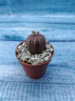 Euphoria Obesa (Эуфорбия)