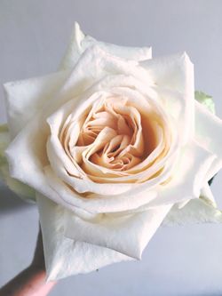 Вайт Охара (White O'Hara)