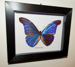 Бабочка Morpho cacica в рамке