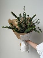 Эвкалипт в оформлении размер L