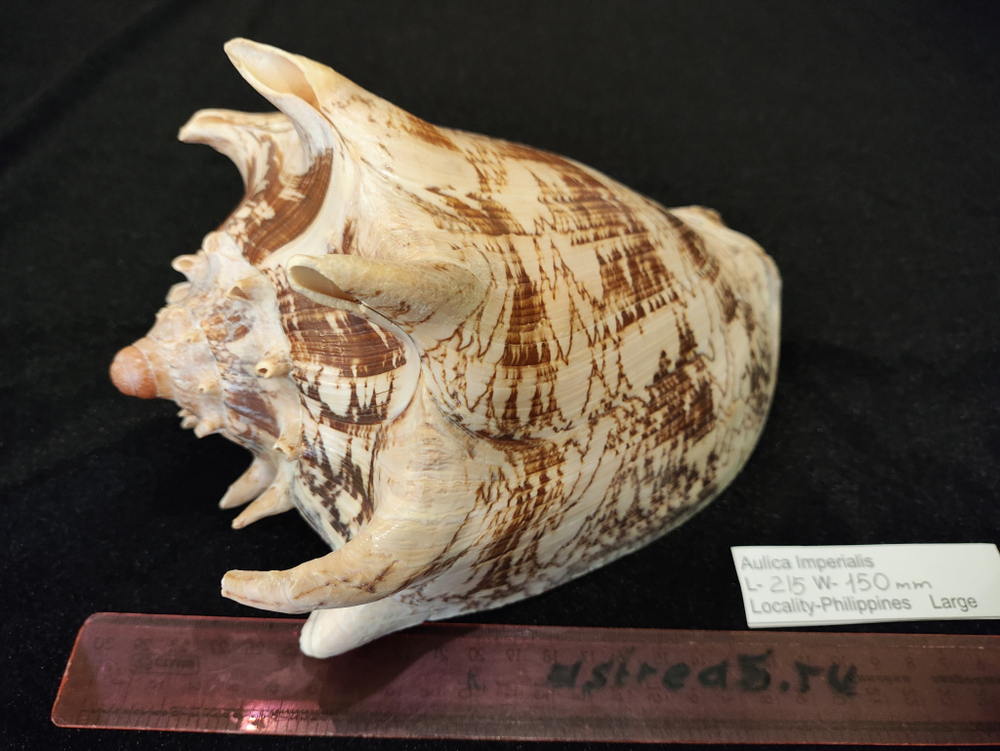 Волюта Империалис "130-195мм"