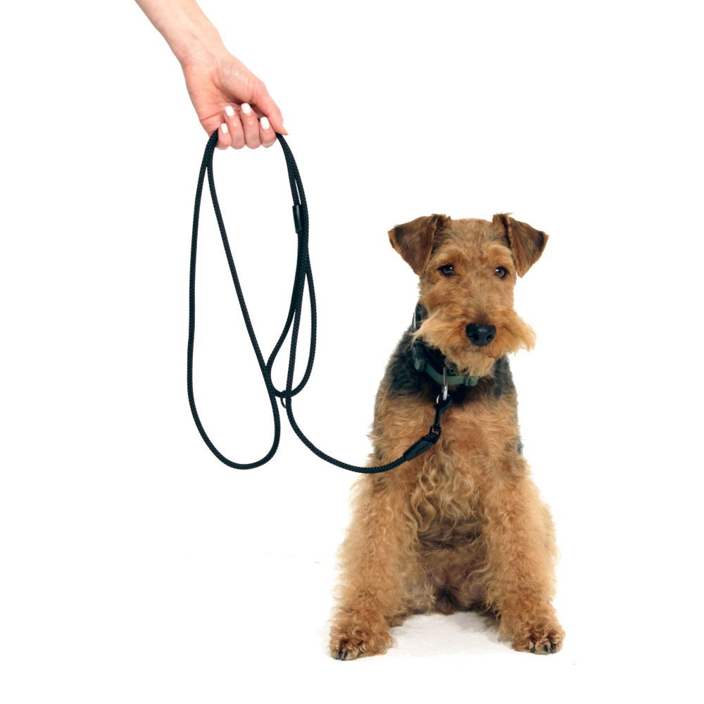 Поводок Weekend Doglea