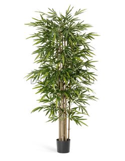 Деревья высота до 3,0м. Treez