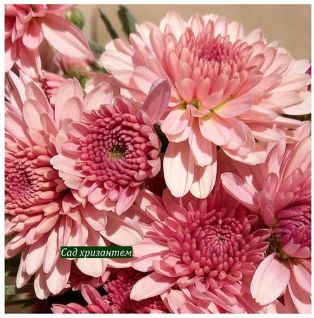 Хризантема мультифлора Branfountain Salmon м.31 /поставка весна 2026г/