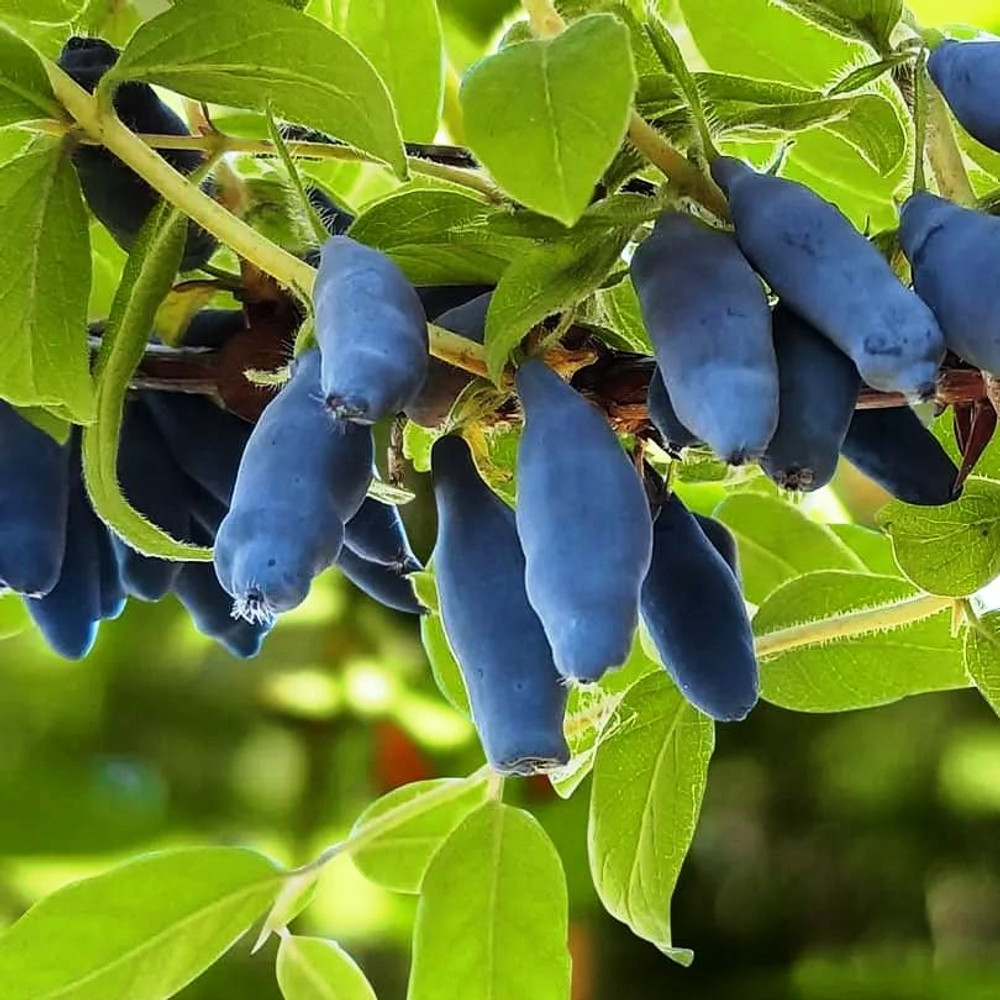 Жимолость Сибирячка