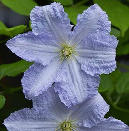 Клематис гибридный Блу Энжел