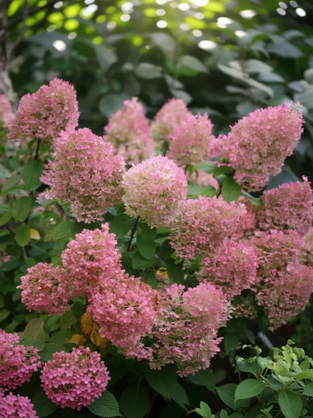 Бобо гортензия метельчатая