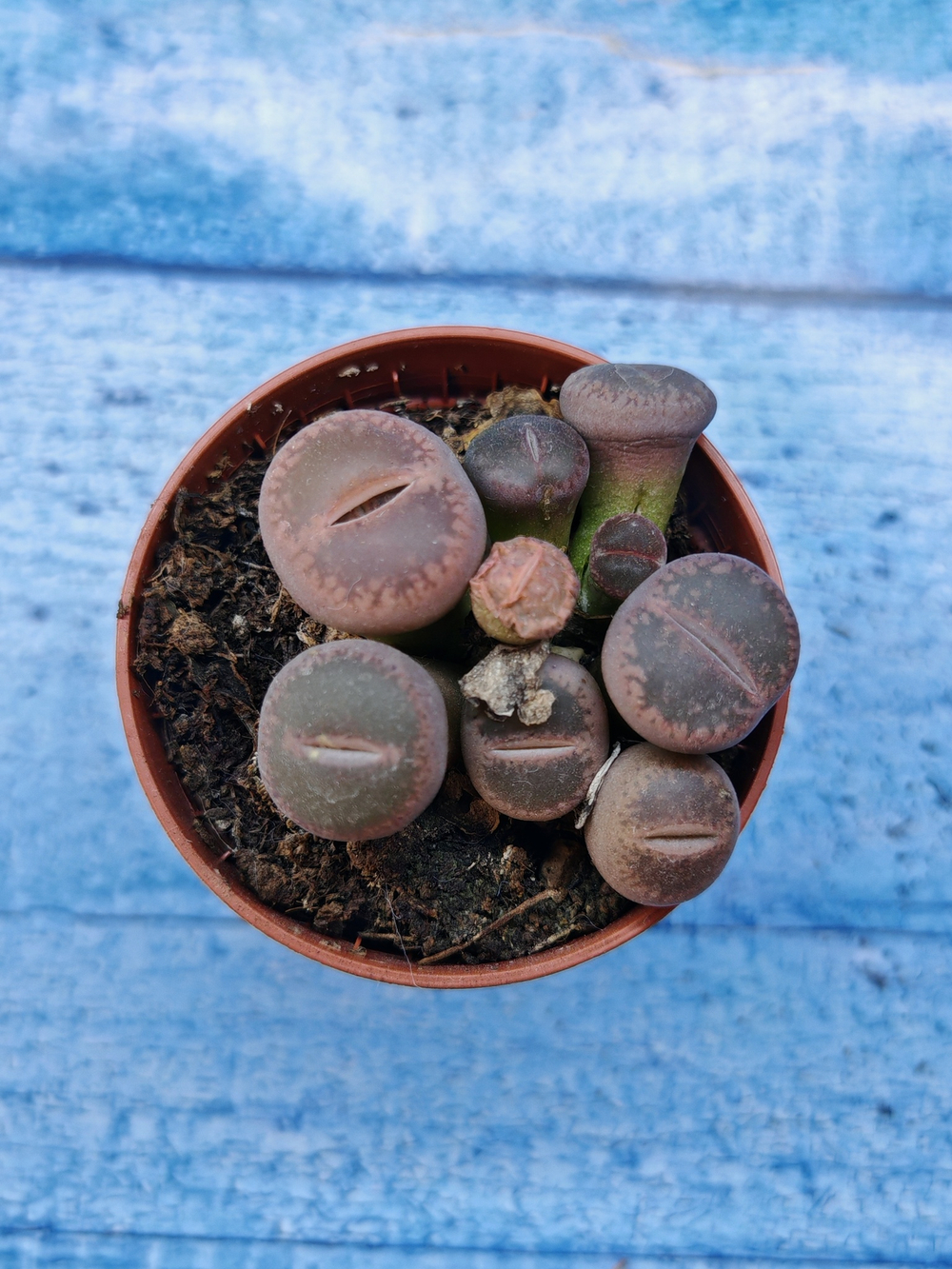 Lithops sp. (Литопсы)