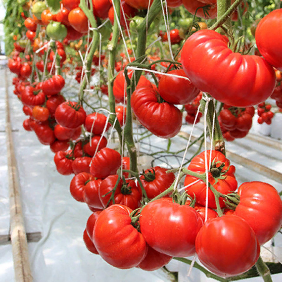 САРРА F1 семена томата Clause купить – фото 4