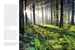 Ferns: Indoors - Outdoors - Growing - Crafting