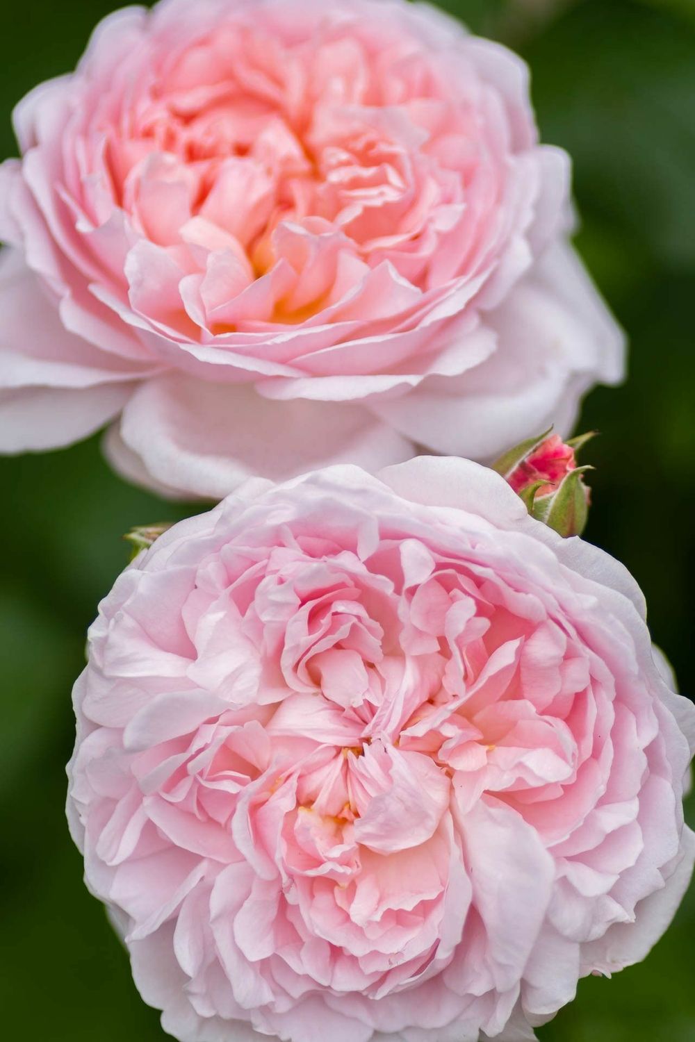 Эглантин (Eglantyne)