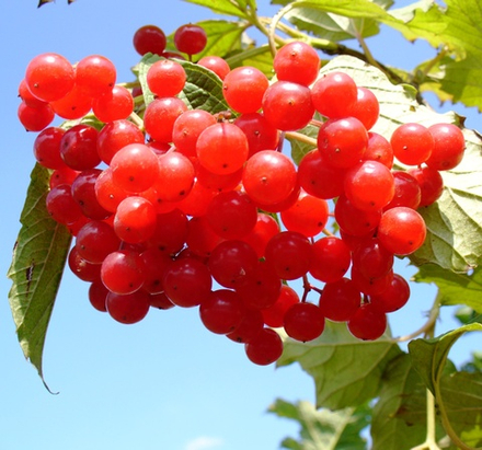 Калина красная Красная Гроздь