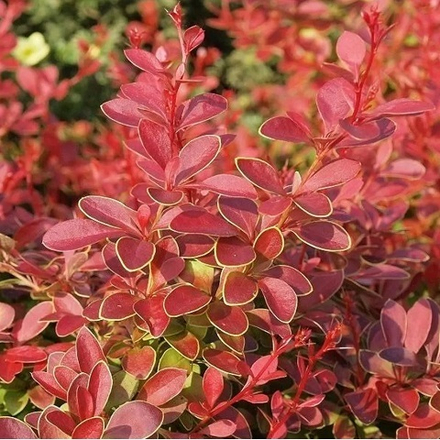 Барбарис Тунберга Корал