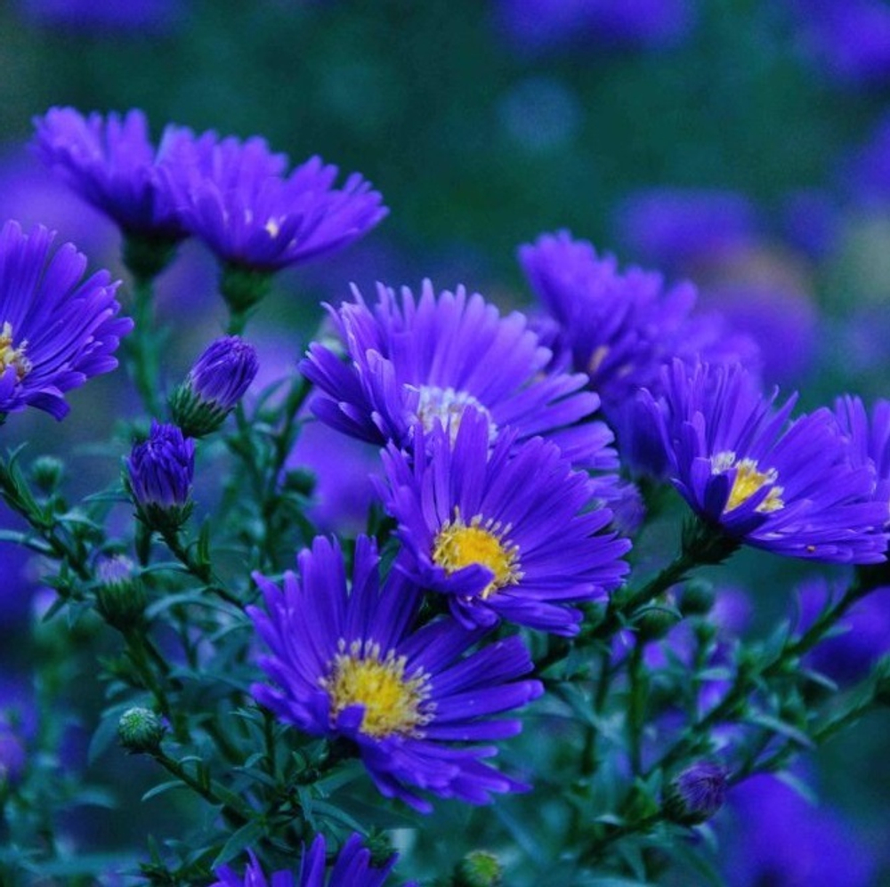Астра новоанглийская "Violetta". Aster novae-angliae "Violetta".