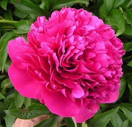 Пион Феликс Краузе (1 шт) Волжский Сад