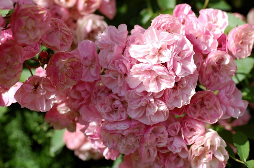 Хевенли Пинк (Heavenly Pink)